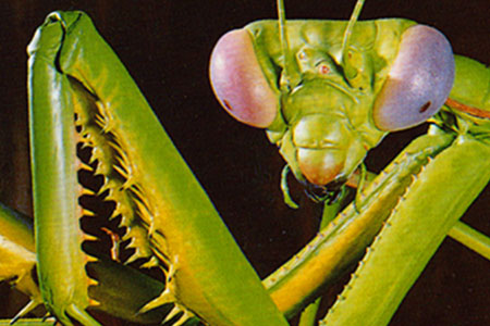 giant insect display